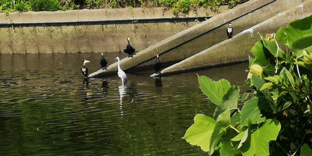 排水口のコンクリート付近で一緒に過ごすカワウとサギ